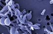 Vial of deadly virus goes missing from US lab